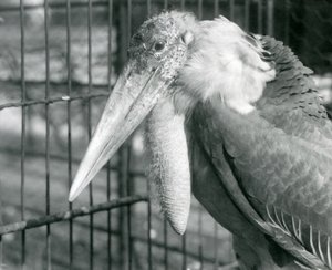 Egy nagyobb gólyasegéd a londoni állatkertben 1925 júliusában alkotó: Frederick William Bond