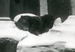 Egy Grizzly Bear aludt a hóban, Londoni Állatkert, 1924 alkotó: Frederick William Bond