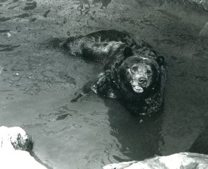 Egy Grizzly Bear fürdik a londoni állatkert medencéjében 1924-ben alkotó: Frederick William Bond