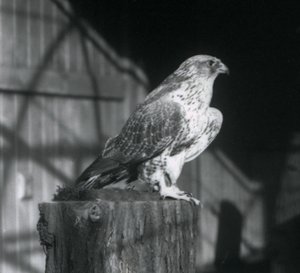 Egy rönkön pihenő Gyrfalcon, Londoni Állatkert, 1925. december alkotó: Frederick William Bond