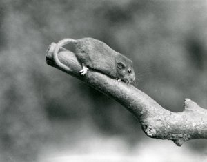 A Hazel/Common Dormouse on a branch, London Zoo alkotó: Frederick William Bond