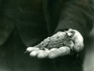 Egy szarvas gyík nyugszik őrzői kezében, Londoni Állatkert, 1923. április (bw fotó) alkotó: Frederick William Bond