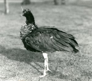 Egy kürtös sikoltozó a füvön állt a londoni állatkertben 1927 szeptemberében alkotó: Frederick William Bond