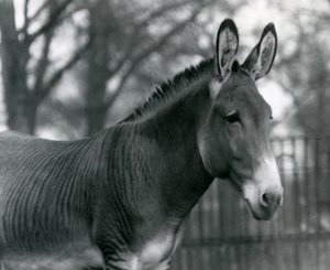 Egy hibrid zebra a londoni állatkertben 1924 júliusában alkotó: Frederick William Bond