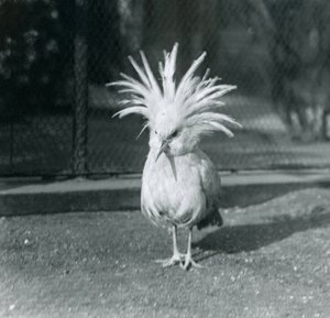 Egy kagu vagy cagu, amely a címertollait mutatja be a londoni állatkertben, 1921. június
