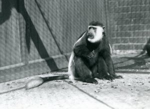 Egy fekete-fehér kikuyu Colobus majom a londoni állatkert kikertjében ül 1925 júliusában alkotó: Frederick William Bond
