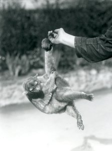 Egy kinkajou, amely az őrző ujjára függesztett a szorító farkánál fogva, Londoni Állatkert, 1925. szeptember alkotó: Frederick William Bond