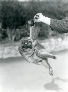 Egy kinkajou, amely az őrző ujjára függesztett a szorító farkánál fogva, Londoni Állatkert, 1925. szeptember alkotó: Frederick William Bond