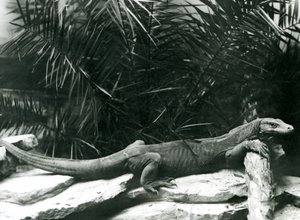Egy Komodo DragonMonitor nyakát és mellső lábát egy farönknek támasztja a londoni állatkertben 1927 júniusában alkotó: Frederick William Bond
