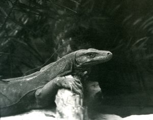 Egy Komodo DragonMonitor nyakát és mellső lábát egy farönknek támasztja a londoni állatkertben 1927 júniusában alkotó: Frederick William Bond