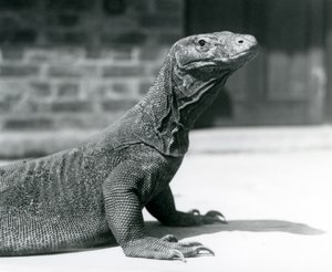 Egy komodói sárkány a londoni állatkertben 1928 augusztusában (f/w fotó) alkotó: Frederick William Bond