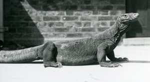 Egy komodói sárkány a londoni állatkertben 1928 augusztusában (f/w fotó) alkotó: Frederick William Bond