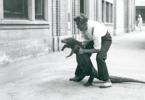 Egy komodói sárkányt tartott a hátsó lábaira egy állattartó a londoni állatkertben 1928 augusztusában (f/w fotó) alkotó: Frederick William Bond