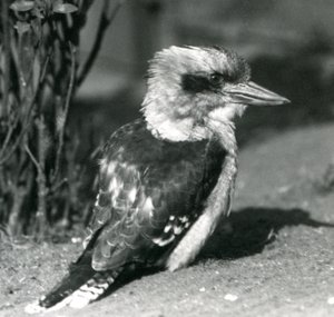 Egy nevető Kookaburra a londoni állatkertben 1925 áprilisában alkotó: Frederick William Bond