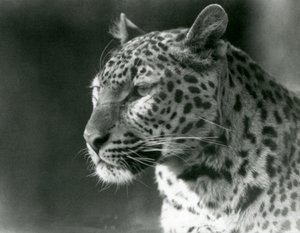 Leopárd a londoni állatkertben 1930-ban (f/w fotó) alkotó: Frederick William Bond