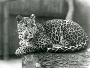 Egy leopárd egy rönkön pihen a londoni állatkertben 1929-ben (f/w fotó) alkotó: Frederick William Bond