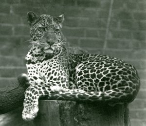 Egy leopárd egy fatönkön ül a londoni állatkertben 1924-ben alkotó: Frederick William Bond