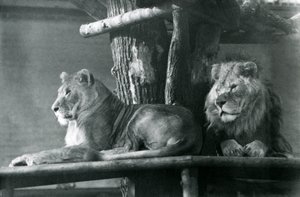 Egy oroszlán és egy oroszlán egy magas emelvényen pihen, a londoni állatkertben, 1929-ben (f/w fotó) alkotó: Frederick William Bond