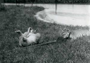 Egy oroszlán és tigris kölyök felmosóval játszanak, a füvön, egy medence mellett, Londoni Állatkert, 1925. szeptember alkotó: Frederick William Bond