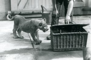 Egy oroszlánkölyök egy tigriskölyköt néz egy fonott kosárban, amelyet az állattartó kinyit, Londoni Állatkert, 1925. szeptember alkotó: Frederick William Bond