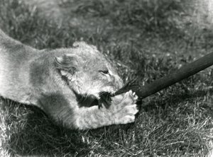 Egy oroszlánkölyök, aki felmosóval játszik, a gazdája tartja a füvön, a londoni állatkert előtt, 1925. szeptember alkotó: Frederick William Bond