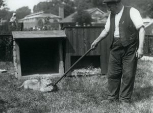 Egy oroszlánkölyök, aki felmosóval játszik, a gazdája tartja a füvön, a londoni állatkert előtt, 1925. szeptember alkotó: Frederick William Bond