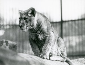 Egy oroszlánkölyök, aki a menazsériában született 1923 júliusában, a londoni állatkertben, 1924 júliusában alkotó: Frederick William Bond