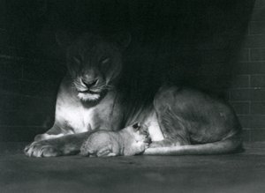 Egy oroszlán és egy kölyök feküdt a kertjük, a Londoni Állatkert hátsó részének árnyékában, 1925. október alkotó: Frederick William Bond
