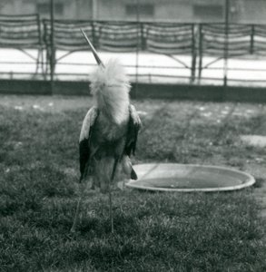 Egy maguari gólya fel-le megjelenítést hajt végre egy kis betonmedence melletti fűben állva, Londoni Állatkert, 1925. július (f/w fotó) alkotó: Frederick William Bond