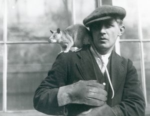 Egy madagaszkári óriáspatkány ül gazdája, a Londoni Állatkert vállán alkotó: Frederick William Bond