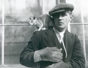 Egy madagaszkári óriáspatkány ül gazdája vállán, a londoni állatkert, 1924