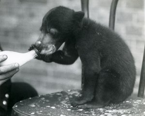 Egy maláj vagy napmedve kölyök egy széken ülve, miközben az állattartója palackból eteti a londoni állatkertben, 1920-as évek alkotó: Frederick William Bond