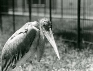 Egy marabu-gólya a londoni állatkert kikertjében állt 1928 szeptemberében alkotó: Frederick William Bond