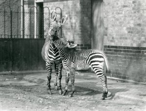 Egy hegyi zebra és csikója a londoni állatkertben 1929-ben (f/w fotó) alkotó: Frederick William Bond