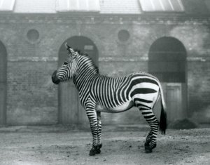 Egy hegyi zebra a karámjában állt a londoni állatkert Zsiráfházának magas ajtaja előtt 1927-ben alkotó: Frederick William Bond