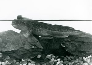 Elmerült sziklákon nyugvó Mudskipper, szemével a víz felett, Londoni Állatkert alkotó: Frederick William Bond