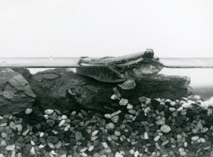 Elmerült sziklákon nyugvó Mudskipper, szemével a víz felett, Londoni Állatkert alkotó: Frederick William Bond