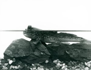 Elmerült sziklákon nyugvó Mudskipper, szemével a víz felett, Londoni Állatkert alkotó: Frederick William Bond