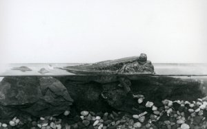 Elmerült sziklákon nyugvó Mudskipper, testének felső felével a víz felett, Londoni Állatkert alkotó: Frederick William Bond