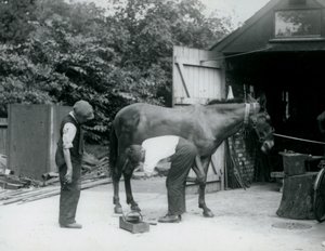 Egy öszvért patkoltak meg a londoni állatkertben 1924-ben alkotó: Frederick William Bond