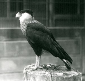 Egy északi tarajos caracara egy rönkön áll a londoni állatkertben, 1925. szeptember alkotó: Frederick William Bond