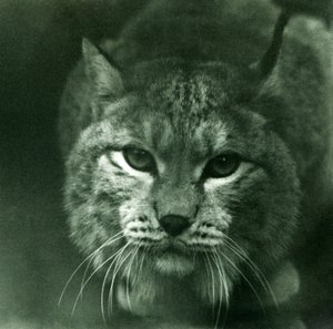 A Northern Lynx, Londoni Állatkert, 1925. február alkotó: Frederick William Bond