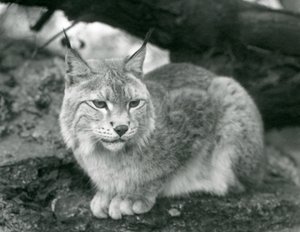 Egy sziklán ülő északi hiúz, Londoni Állatkert, 1925. október alkotó: Frederick William Bond