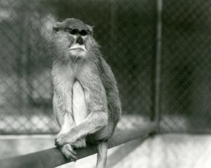 Egy patas/wadi/huszármajom egy ágon ülve a londoni állatkertben 1928-ban (f/w fotó) alkotó: Frederick William Bond