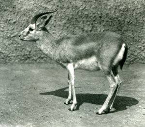 Egy perzsa gazella a londoni állatkertben 1925 júniusában alkotó: Frederick William Bond