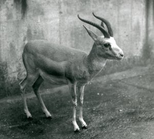 Egy perzsa, golymás vagy feketefarkú gazella a londoni állatkertben, 1927. augusztus alkotó: Frederick William Bond