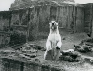 Egy Jegesmedve ül a kikerítésében a londoni állatkert Mappin Terraces tövében 1928 szeptemberében (f/w fotó) alkotó: Frederick William Bond