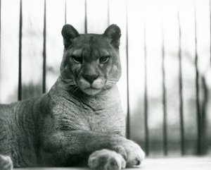 Puma/puma/hegyi oroszlán/Catamount pihen a londoni állatkertben 1931-ben (f/w fotó) alkotó: Frederick William Bond