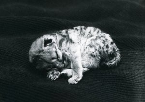 Puma kölyök a londoni állatkertben alkotó: Frederick William Bond