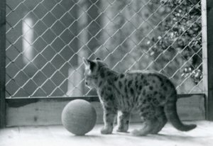 Egy Puma cica labdával, kinéz a tartásából, Londoni Állatkert, 1923 alkotó: Frederick William Bond